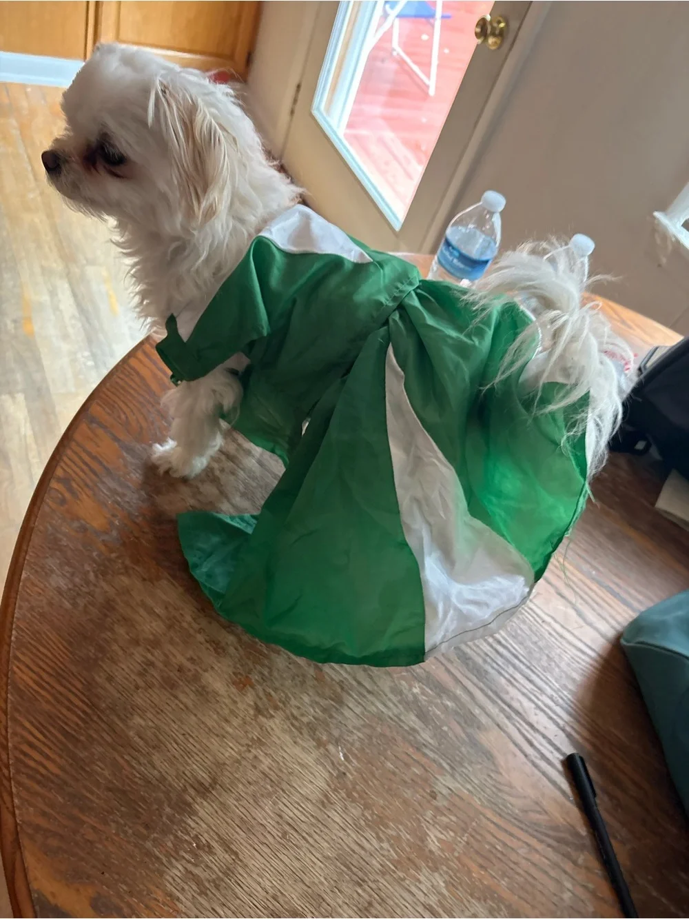 SMALL - Halloween cheer Green & White Dog Dress Pet Costume - up to 15 pound dog